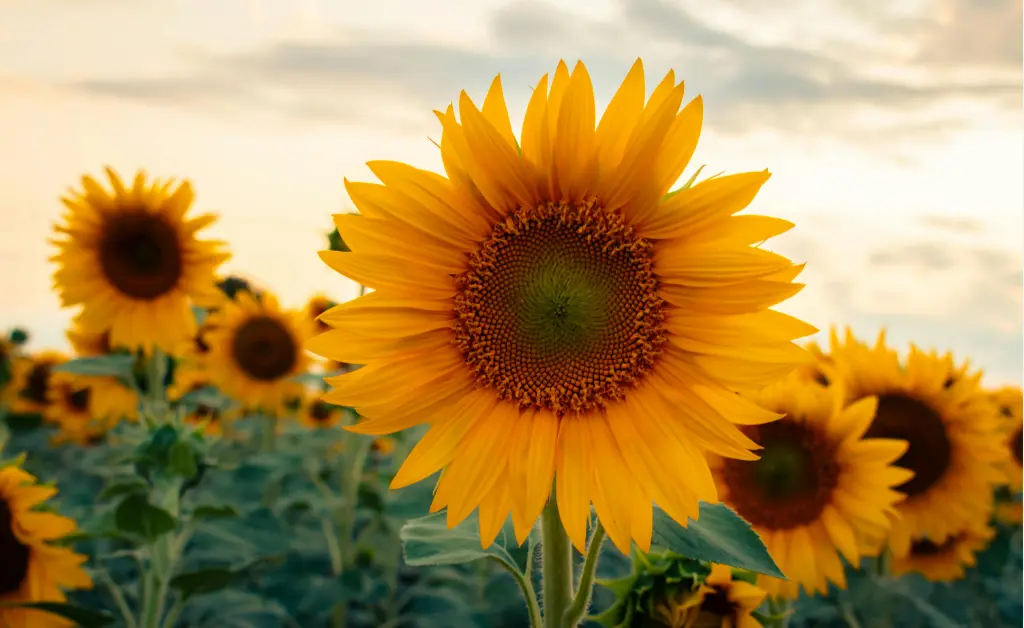 human design seasons