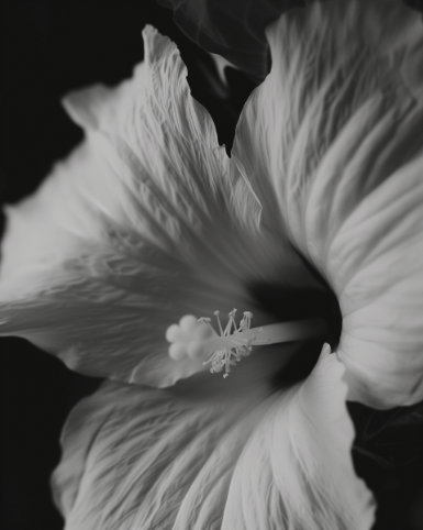 human design signature